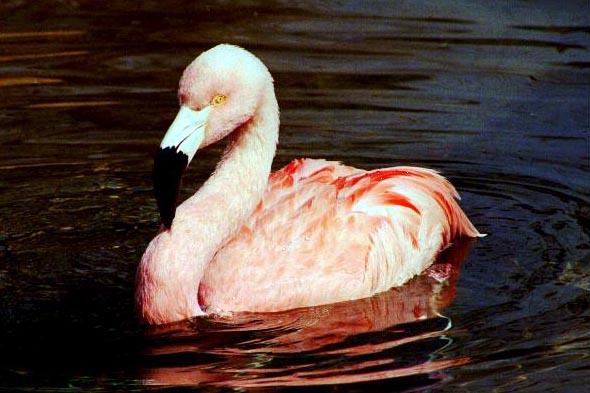 flamingo-floating on water.jpg