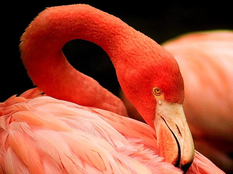 Flamingo-grooming.jpg