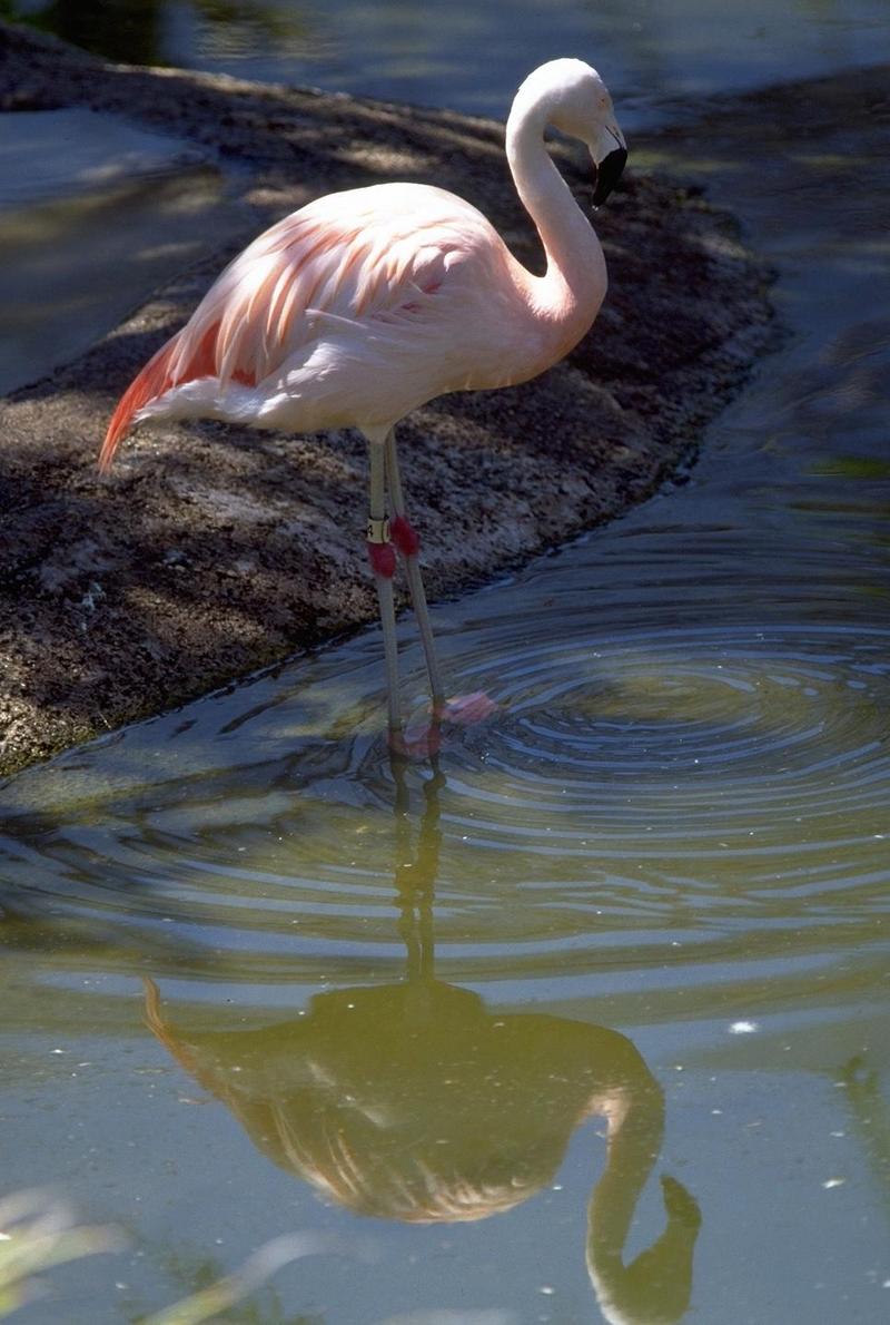 Flamingo-in zoo.jpg