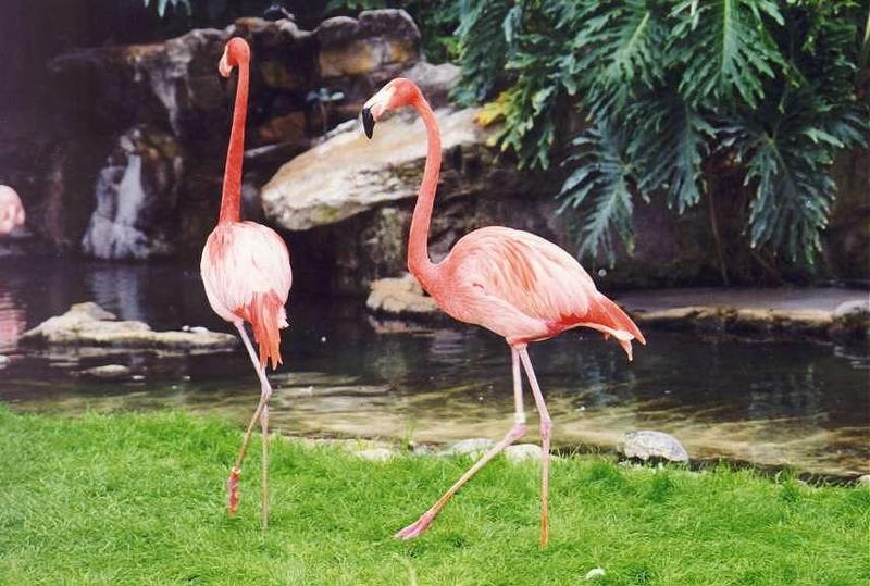 flamingos on grass.jpg