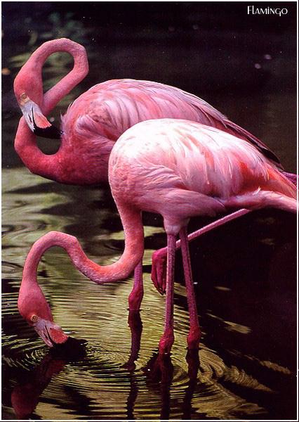 FlamingosA.JPG