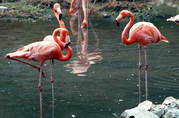 flamingos-foraging in swamp.jpg