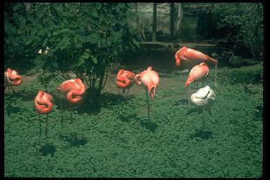 P061 082-Flamingos flock-preening on grass.jpg