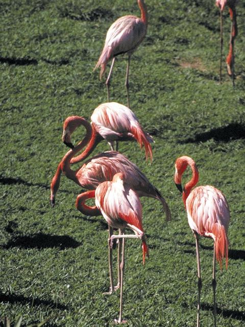 Tropical Animals-0067-Flamingos-On Grass.jpg
