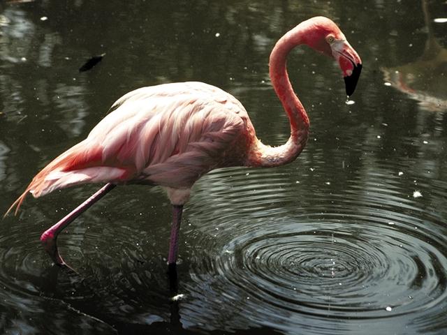 Tropical Animals-0076-Flamingo-Water Wave.jpg