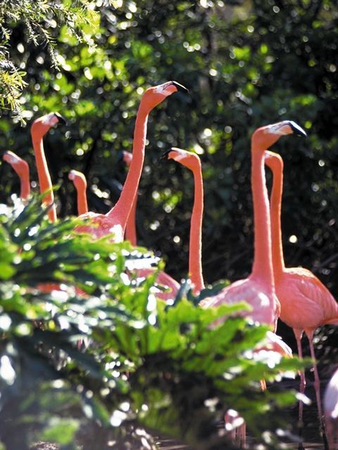 Tropical Animals-0079-Flamingos-In Bush.jpg