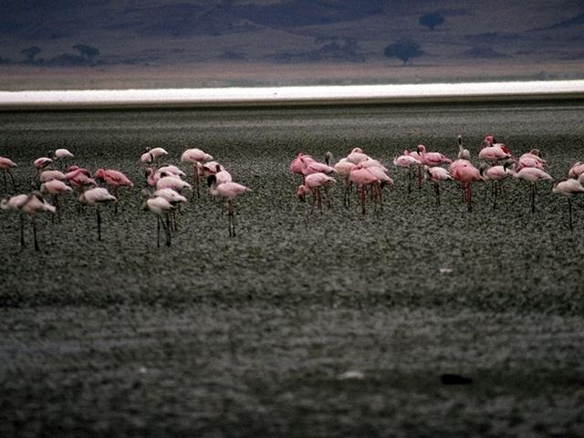 Tropical Animals-0081-Flamingos-On Swamp.jpg