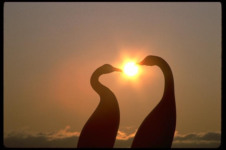 twilight Birds-200088.jpg