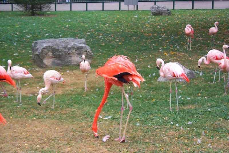 vila21-Flamingos-by Joel Williams.jpg