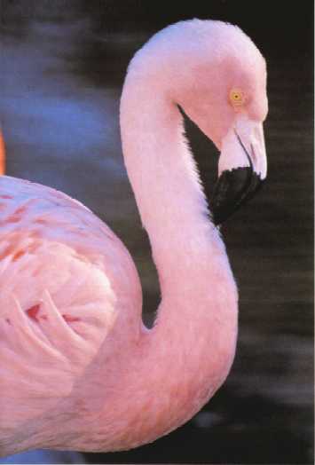W29-Pink Flamingo-closeup.jpg
