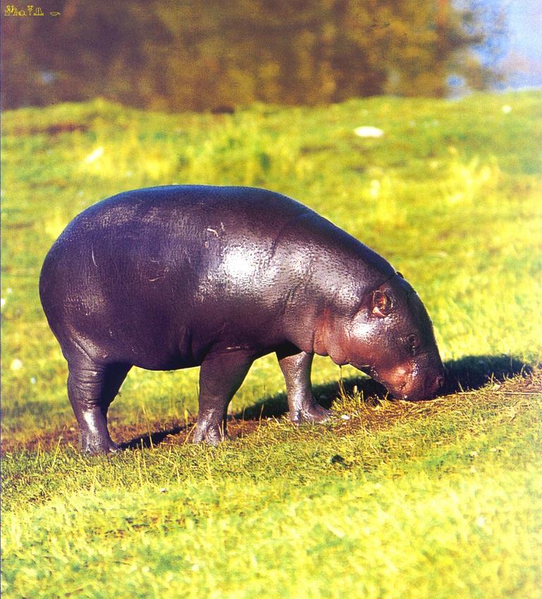 CQ - Pygmy Hippopotamus.jpg