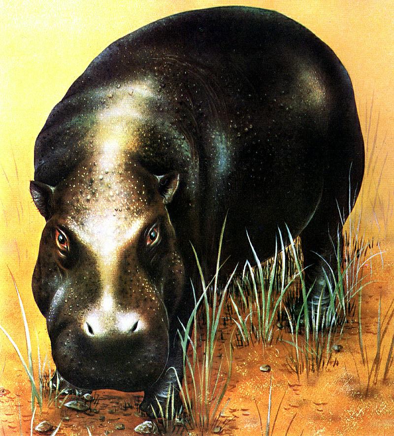 Ds-Animal D008 - Hippopotame Nain-Pygmy Hippopotamus-on grass.jpg