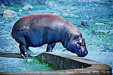 HNC-animal10-Pigmy Hippopotamus.jpg