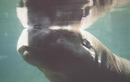 Pygmi-Pygmy Hippopotamus-Closeup-Water Reflection.JPG