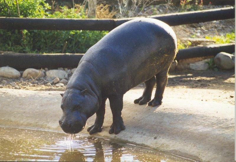 pygmy hippopotamus-drinking water.jpg