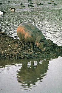 SDZ 0165-Pygmy Hippopotamus.jpg
