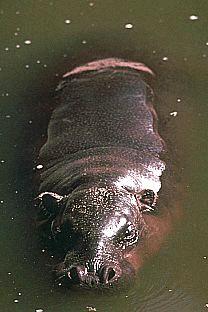 SDZ 0166-Pygmy Hippopotamus.jpg