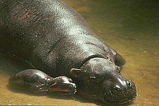 SDZ 0167-Pygmy Hippopotamuses-Mom and Baby.jpg