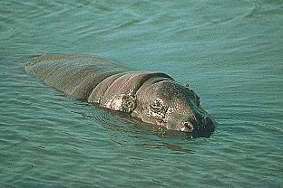 SDZ 0169-Pygmy Hippopotamus.jpg