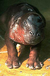 SDZ 0170-Pygmy Hippopotamus.jpg