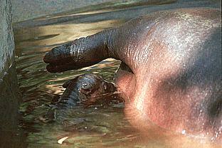 SDZ 0171-Pygmy Hippopotamus-Nursing Baby.jpg