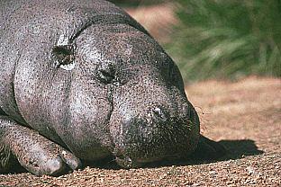 SDZ 0172-Pygmy Hippopotamus-Sleepy.jpg