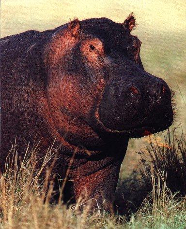 African Hippopotamus On Land-Closeup.jpg