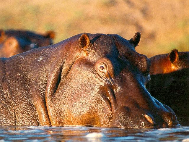 afwld100-Hippopotamuses in river-closeup.jpg