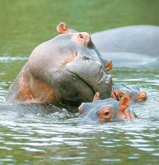 afwld102-Hippopotamuses-Mom Nursing Babies.jpg