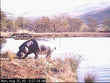baku30a-Hippopotamus-from Africam.jpg
