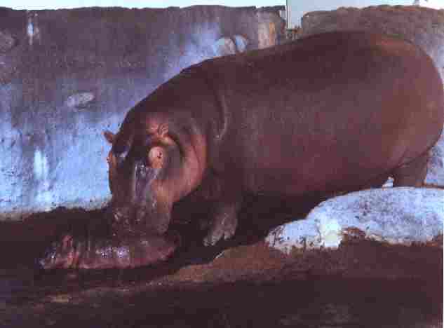 dz hippopotamuses.jpg