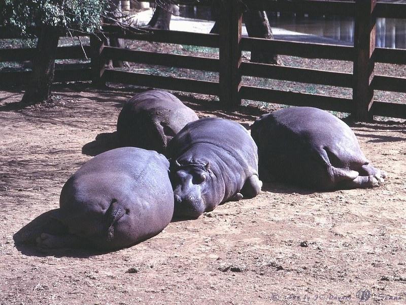 Fhipo1-Hippopotamuses.jpg