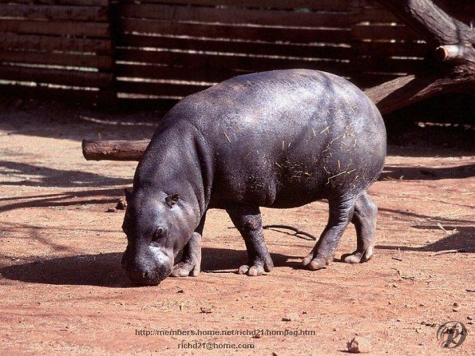 Fhipo2-Hippopotamus.jpg