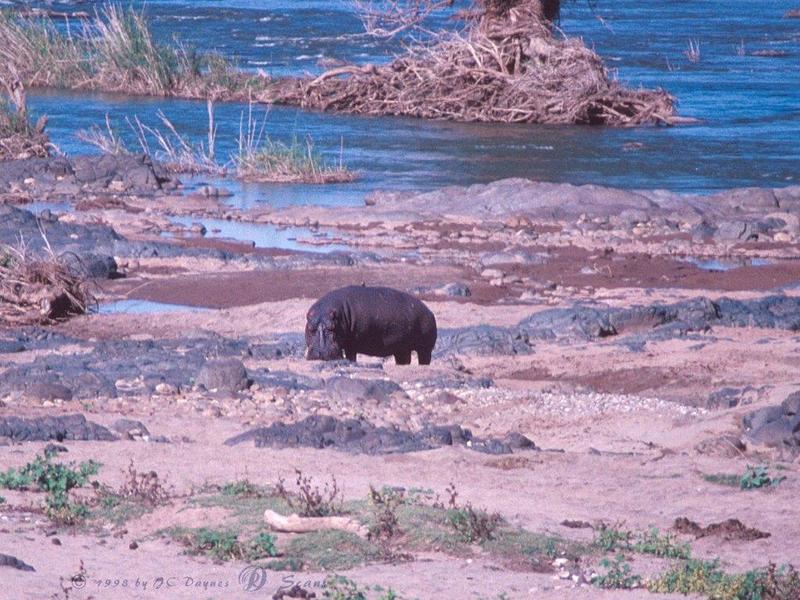 hippo1l-Hippopotamus-on river bed.jpg
