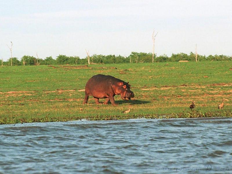 hippo1l-Hippopotamus-running into river.jpg
