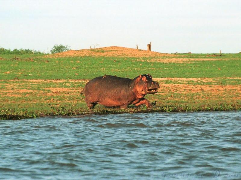 hippo2l-Hippopotamus-running into river.jpg