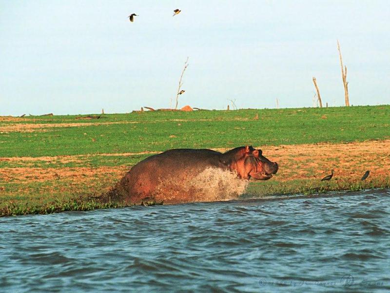 hippo3l-Hippopotamus-running into river.jpg