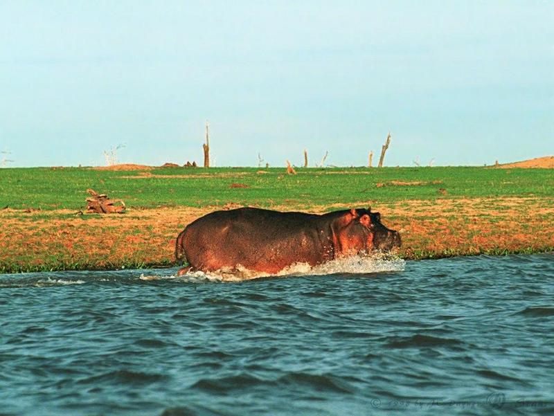hippo5l-Hippopotamus-running into river.jpg