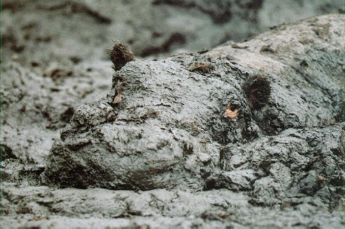 hippomud-Hippopotamus in mud.jpg