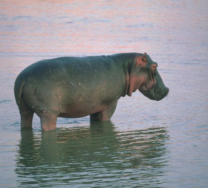 Hippopotamus 01-standing in shallow water.jpg