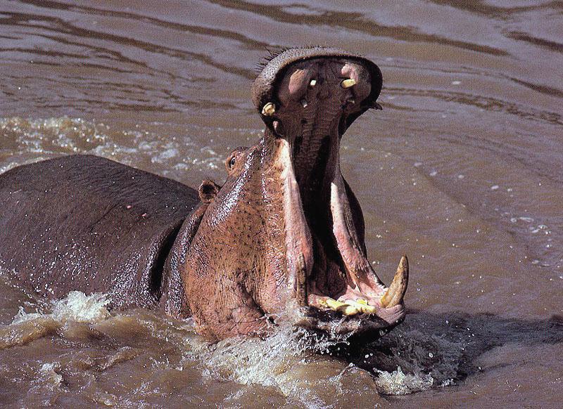 Hippopotamus05-Great Mouth.jpg
