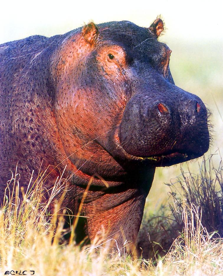 Hippopotamus-face closeup on river bank.jpg