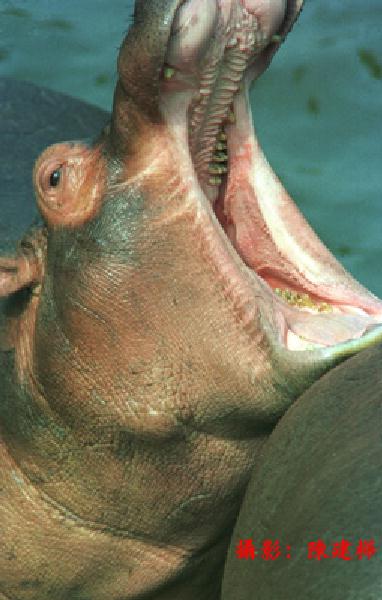 Leo Photo-An-a41-Hippopotamus-Wide Mouth.jpg