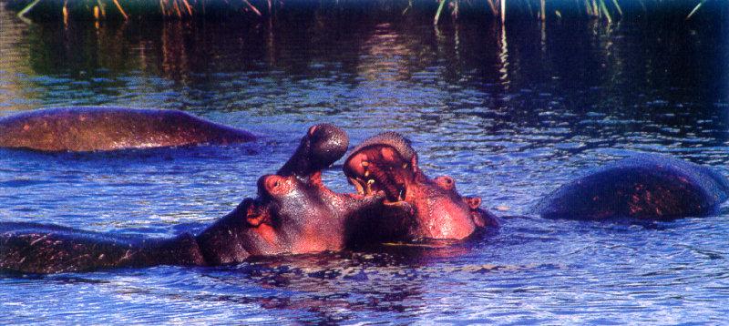 lj Sparring Hippos-Ngorongoro Crater.jpg