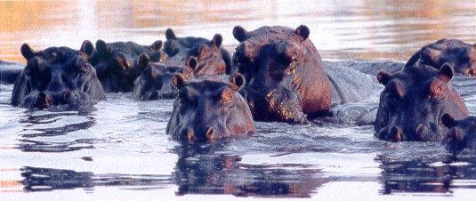 lj Unbugged Hippos.jpg