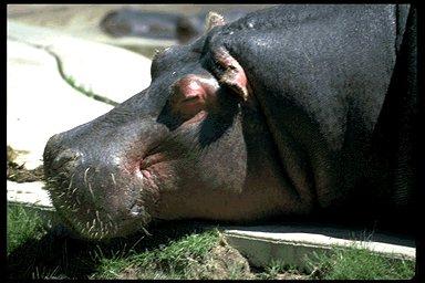 P84 083-Hippopotamus-face closeup.jpg