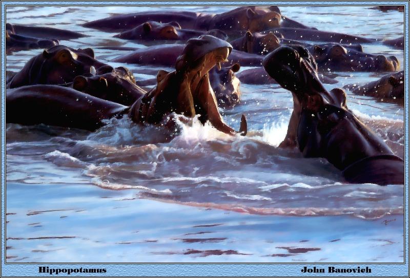 p-bwa-30-Hippopotamuses-Painting by John Banovich.jpg