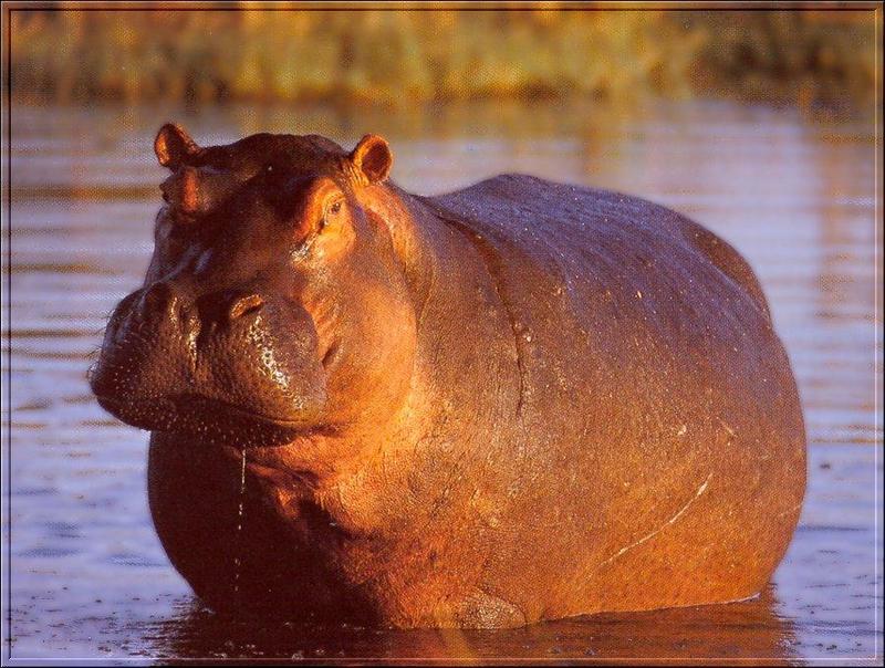 PO Fisa 098 Hippopotame.jpg