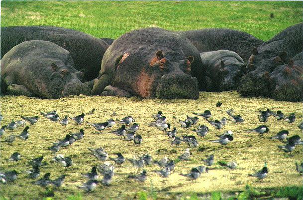 sleepy-hippopotamuses.jpg