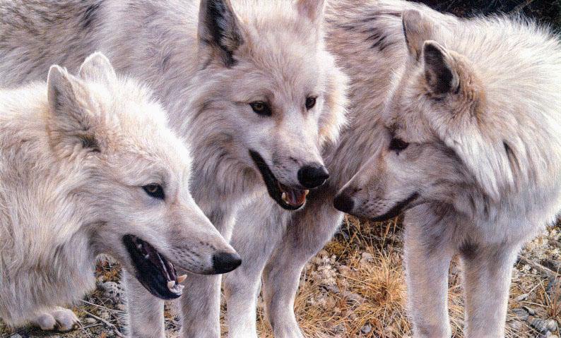 3 Arctic Wolf Pack-Closeup.jpg